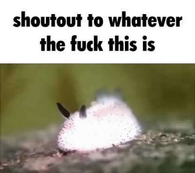 rule