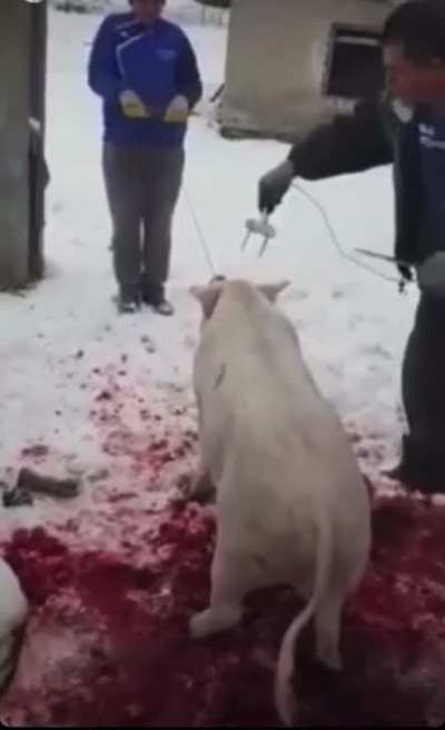 Dude changes brains with piggie and wins Darwin award