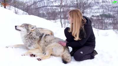 How wild wolves greet each other