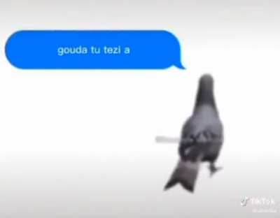 pigeon