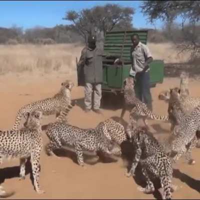 Hand feeding a coalition of cheetahs