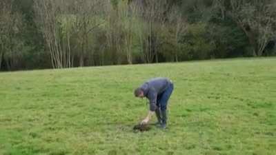 WCGW Cow poop and a firework
