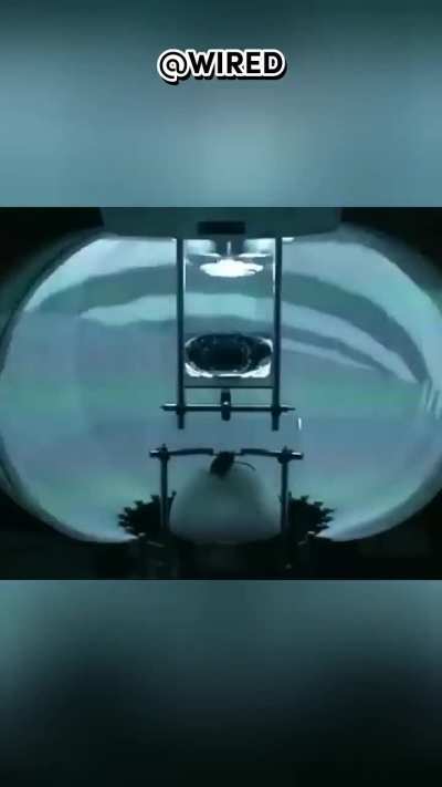 Watch out for implants in yoschur rat household infestations