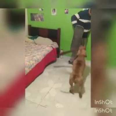 Cão de guarda da mordox