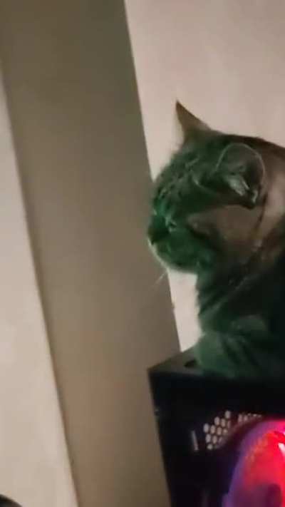 How my cat sleeps every night