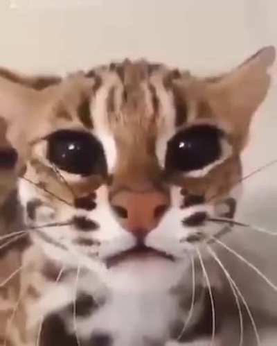 Uuaagh