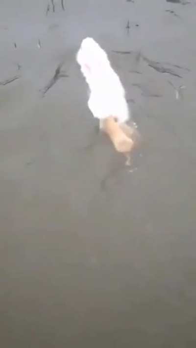 Swimming rabbit