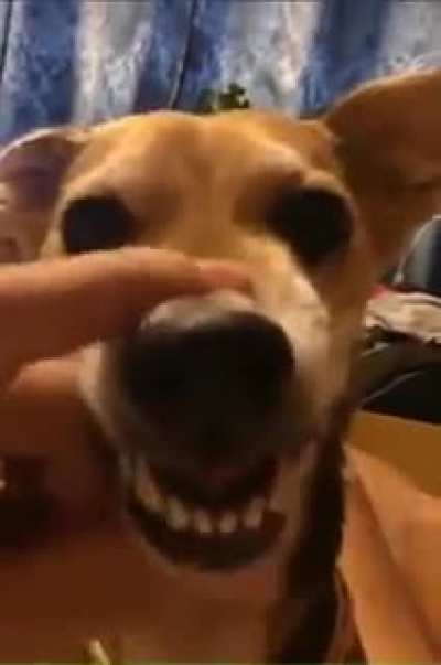 When you are not afraid of dogs