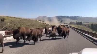 Buffalo stampede at Yellowstone