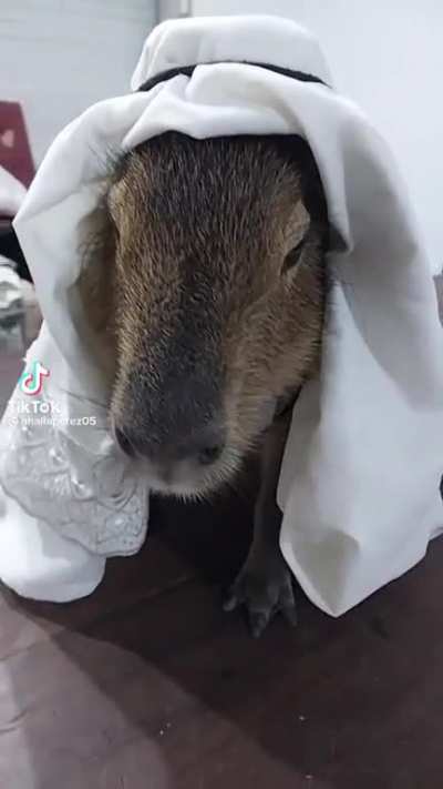Capybara