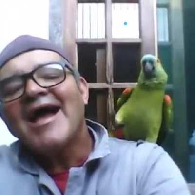 Birb attack