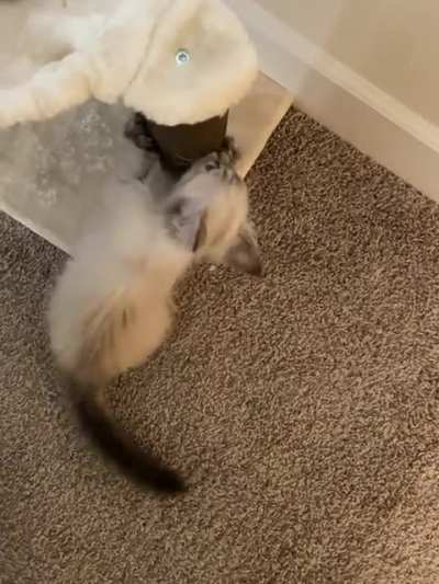 Sharpening his claws before he strikes