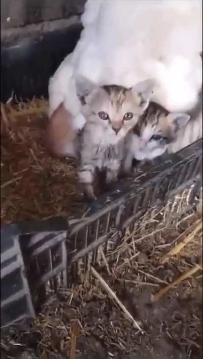 Cluck-tastic Cat Mom: When a Chicken Takes on Motherhood!