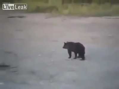 Russian man vs Bear