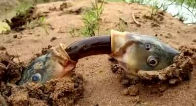 Fish food?
