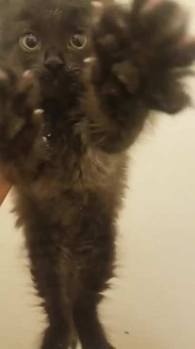Murder mittens!