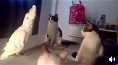 I’m one of you meow!