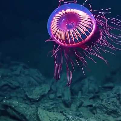 🔥 The Halitrephes Maasi Jellyfish