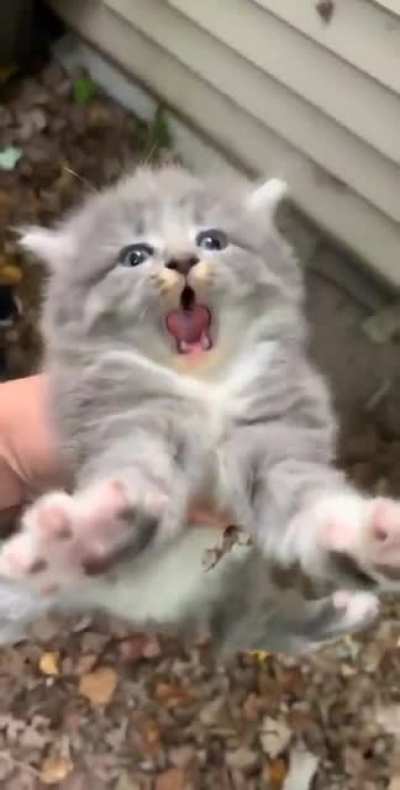 Angy kitty
