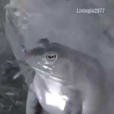 Guinas na época de escola :/