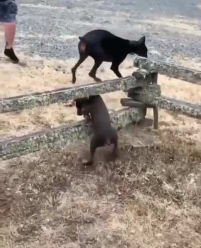 woof irl