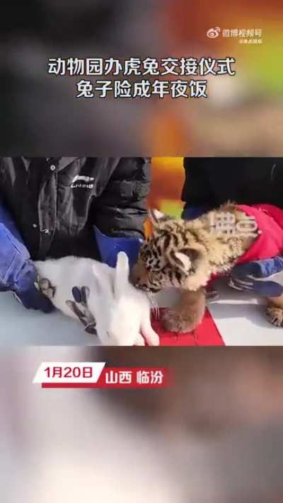 A zoo in China celebrated the year of the tiger passing over to the year of the rabbit