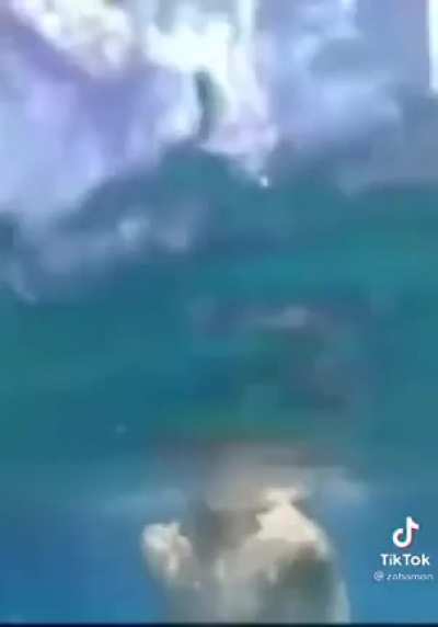 nuggets can swim?