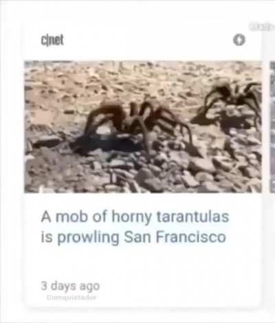 The bruh spider
