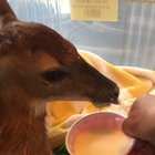 This fawn wouldn't latch onto a bottle at the rescue, so they tried a cup and it's adorable.