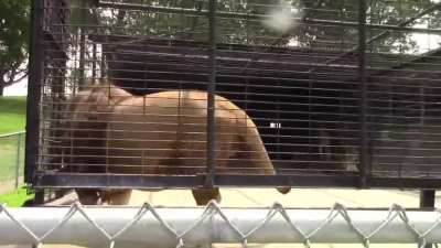 Don’t annoy the lion