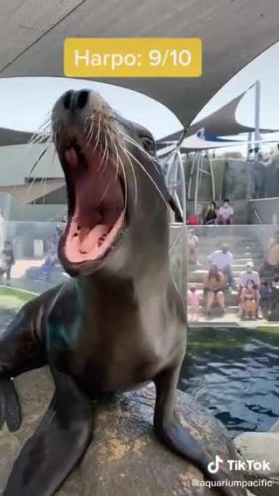 Loud seals