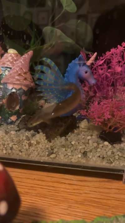 Identify please