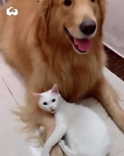 Котэ подчинил себе собакен