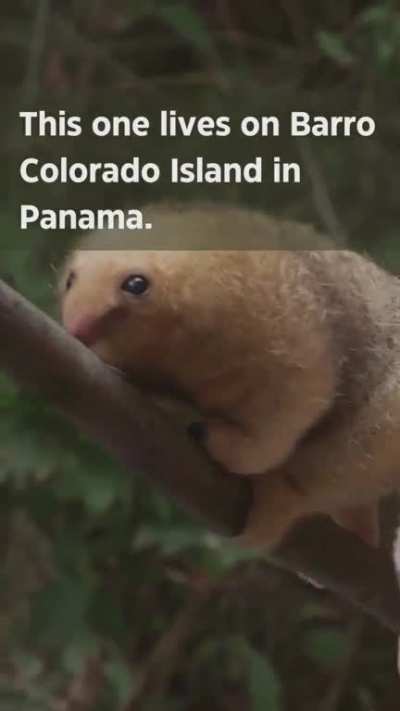 Meet the Silky Anteater, smallest of all the Anteaters. 