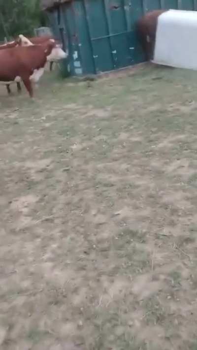 This guy bought a new bull and as you can see it's going great