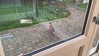 My Dad’s been cocooning and has made a new friend.