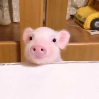 And the most polite pig award goes to...