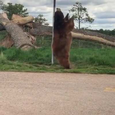 bear brushy
