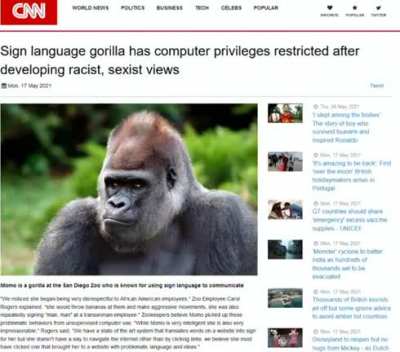 Chad gorilla