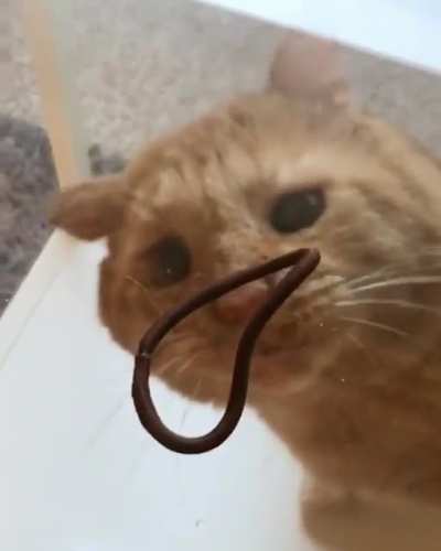 Touch Tha Glass