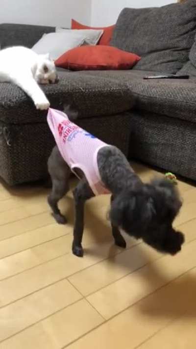 Cat is Not Letting Dog to Go.........