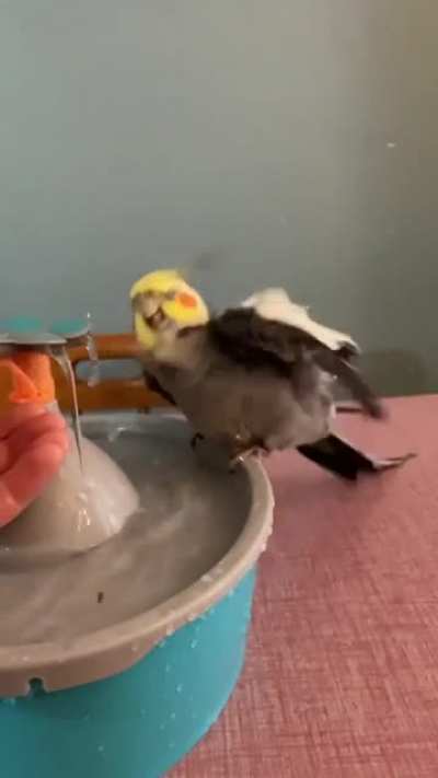Got a little hooman assist on this shower tiel