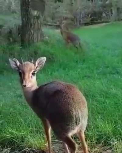 Two round dik-diks feasting