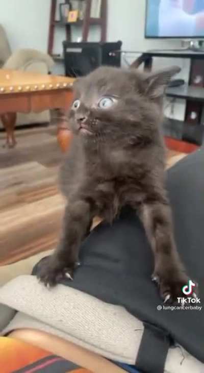 You can take the cat outta the streets but you can’t take the streets outta the cat