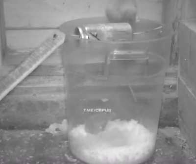 One smart rat.