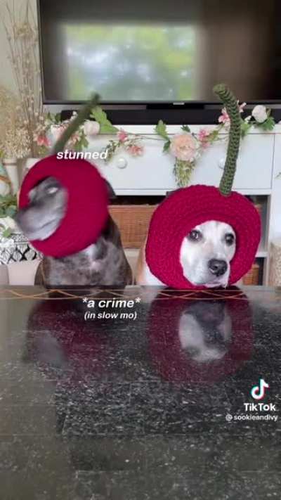 Dog Scream Compilation from TikTok