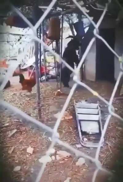 cursed_goat