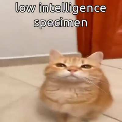 smol brain