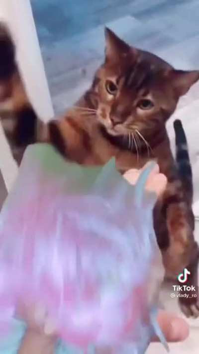 Kitty woke up and chose violence