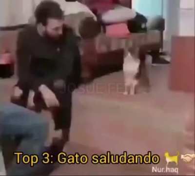 Gato bluetooth XD